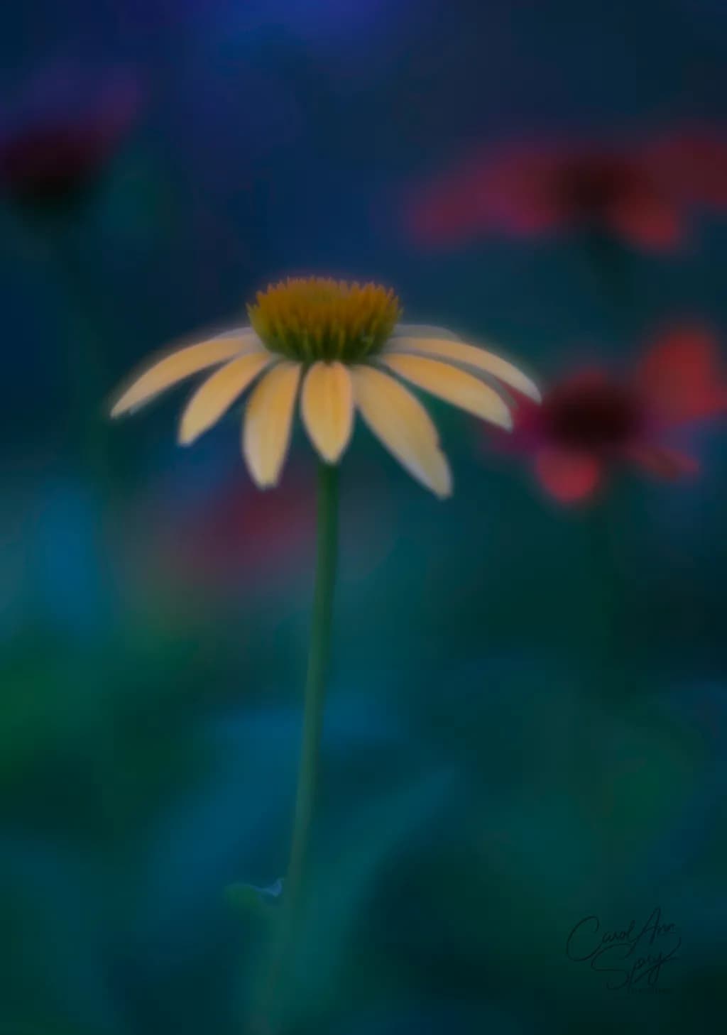 Daisy Bloom
