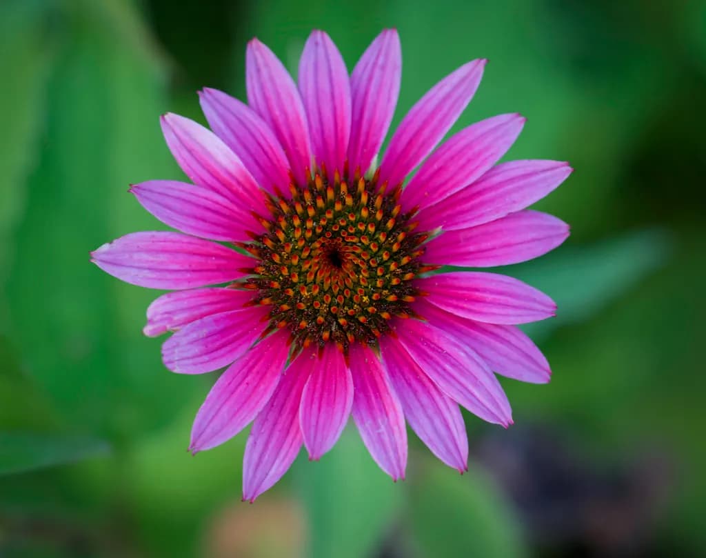Pink Coneflower Bloom