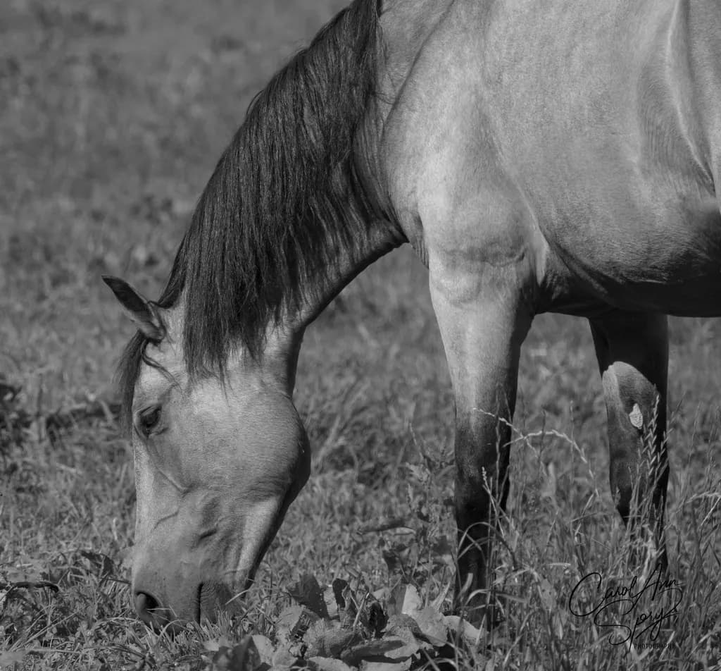 Grazing Horse
