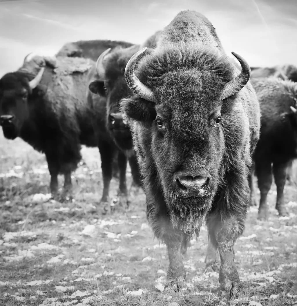 Majestic Bison Herd