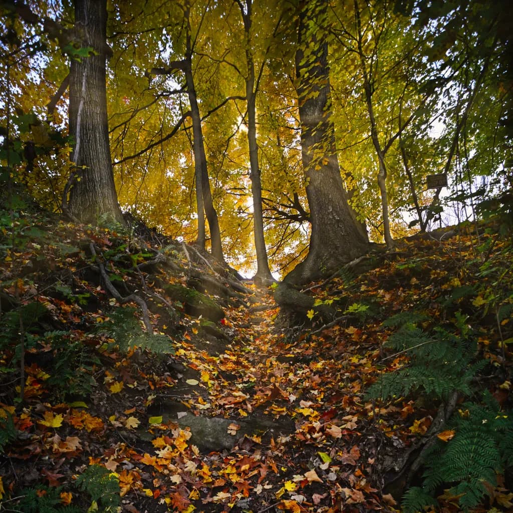 Autumn Pathway