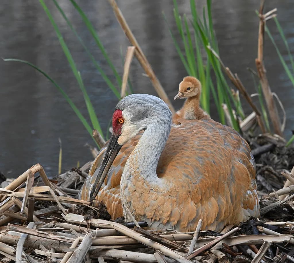 Crane Nesting