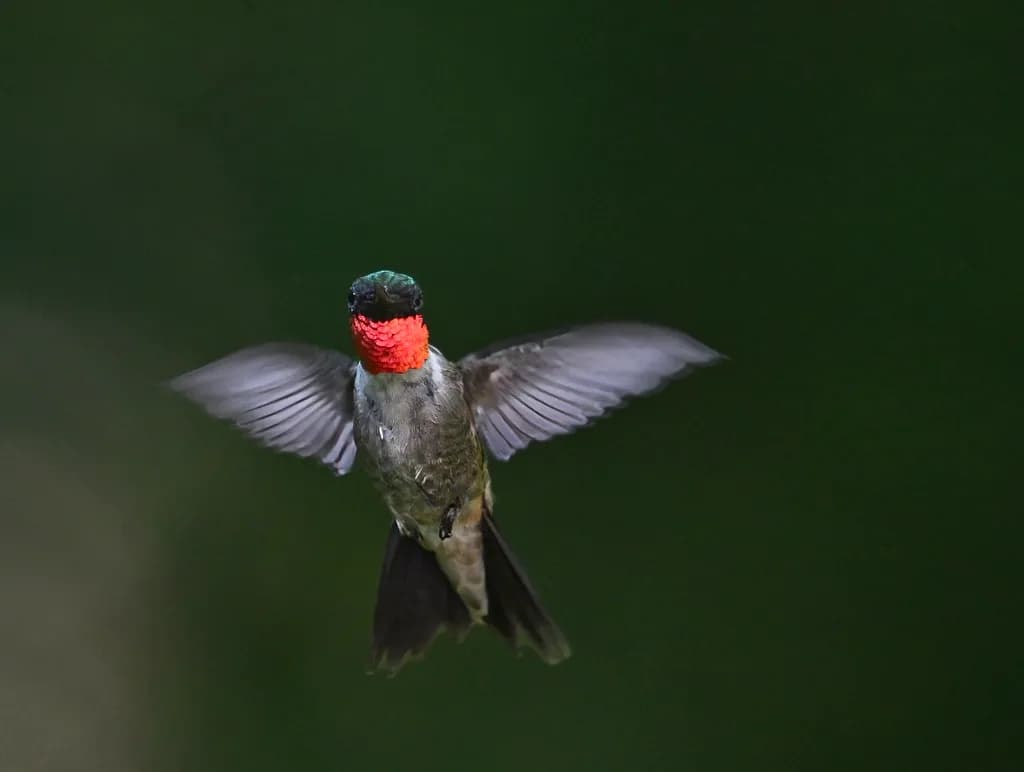 Iridescent Flight