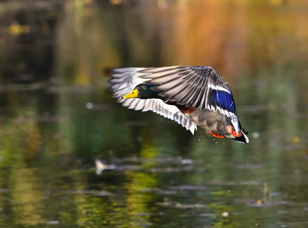 Soaring Duck
