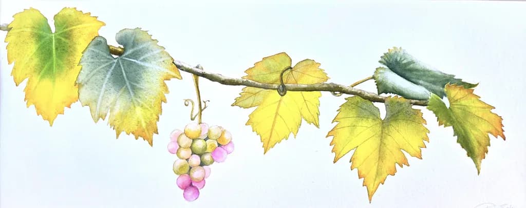 "Ripening Grapes"