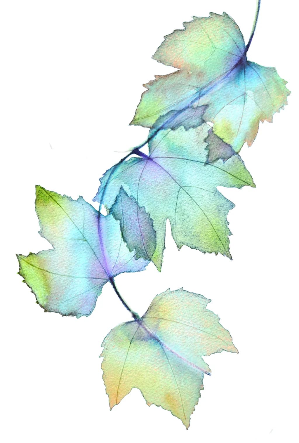 Translucent Vine Leaves