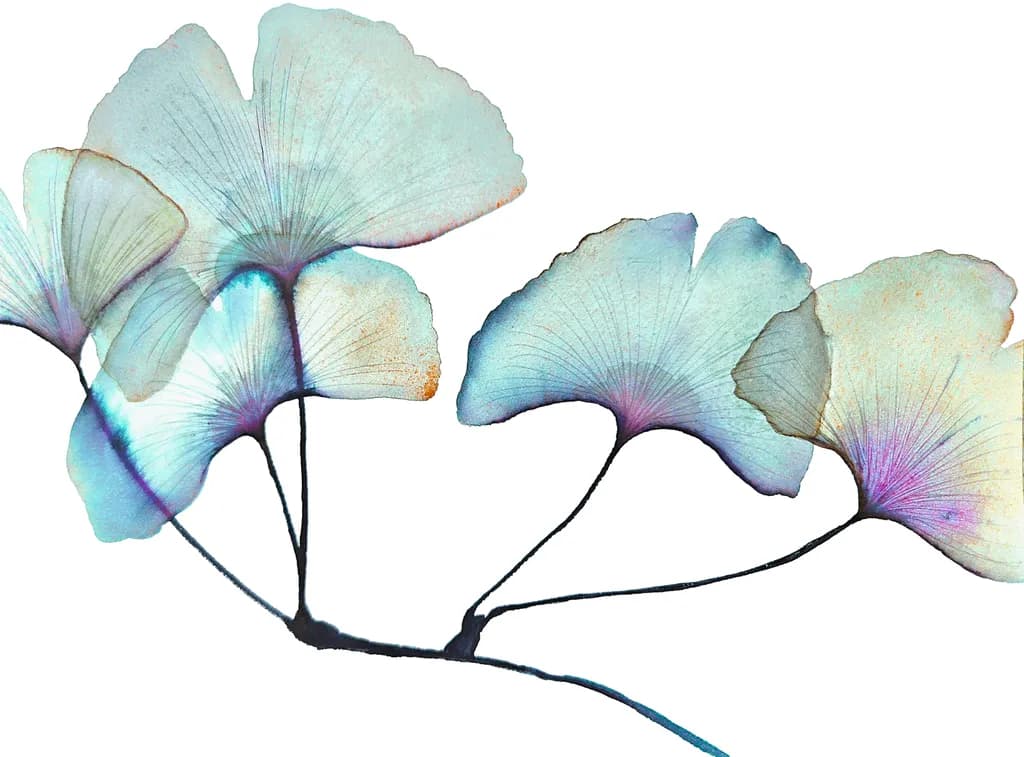 Ginkgo Study