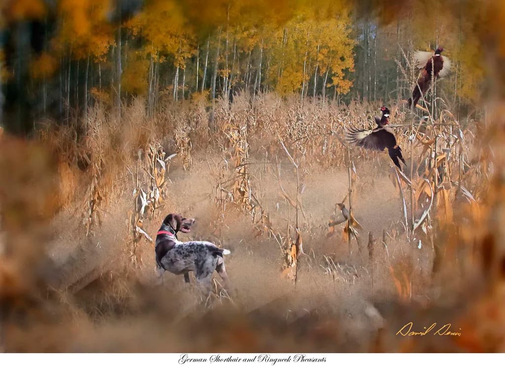 Autumn's Pursuit: A German Shorthair's Dance with Ringnecked Pheasants in Golden Fields