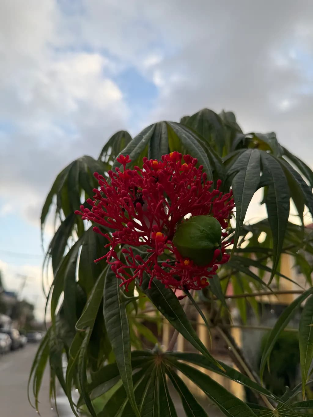 Crimson Cluster