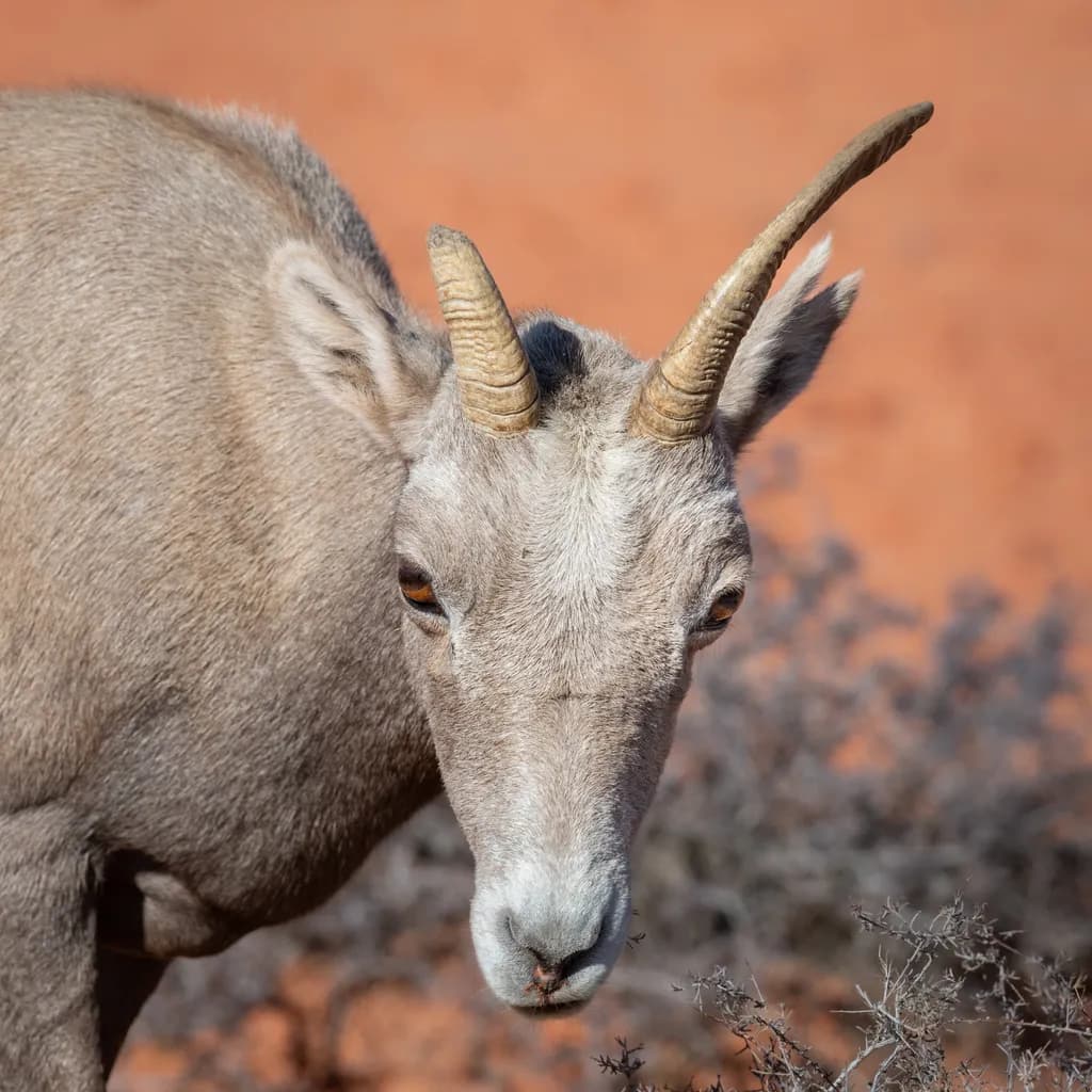 Desert Bighorn Portrait