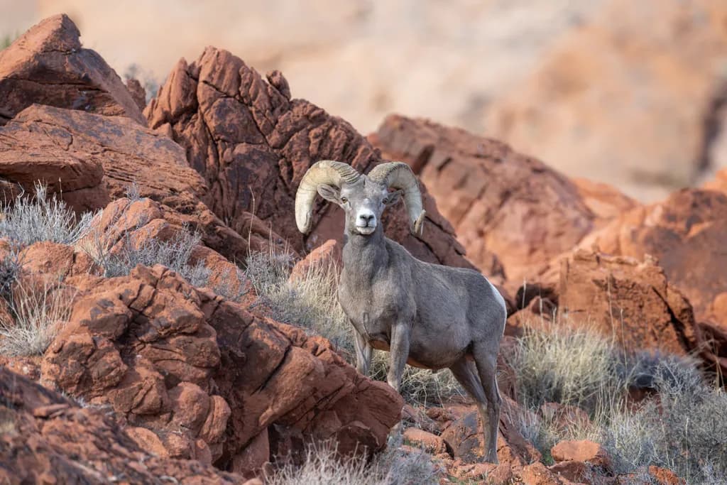 Desert Bighorn Ram