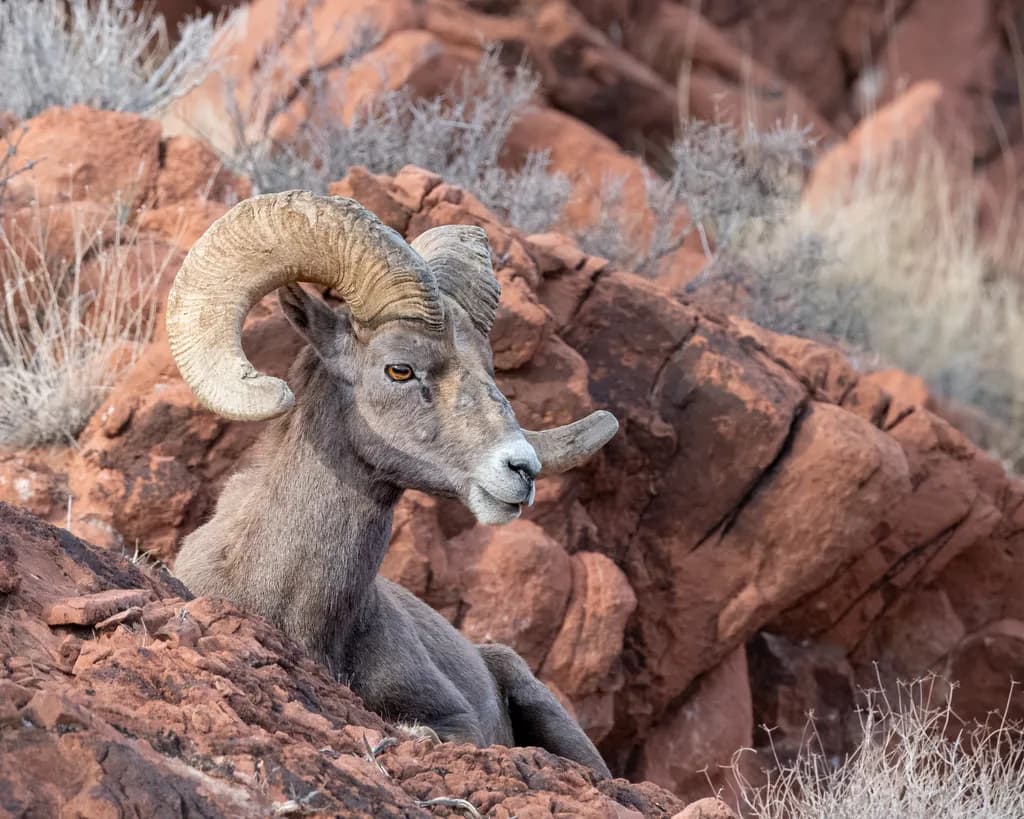 Bighorn Ram at Rest