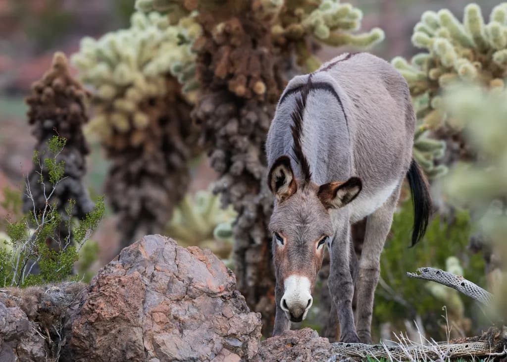 Wild Burro