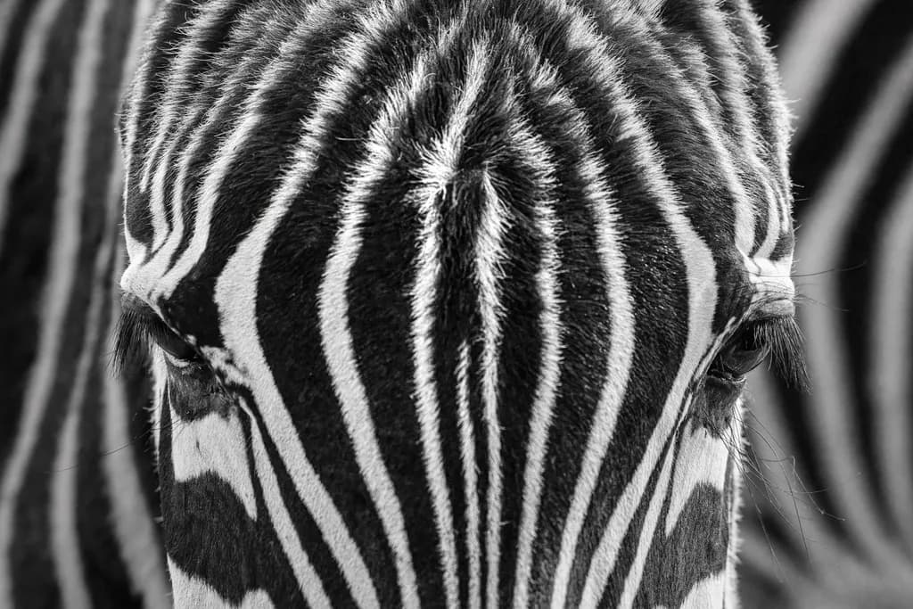 Symmetry of a Zebra