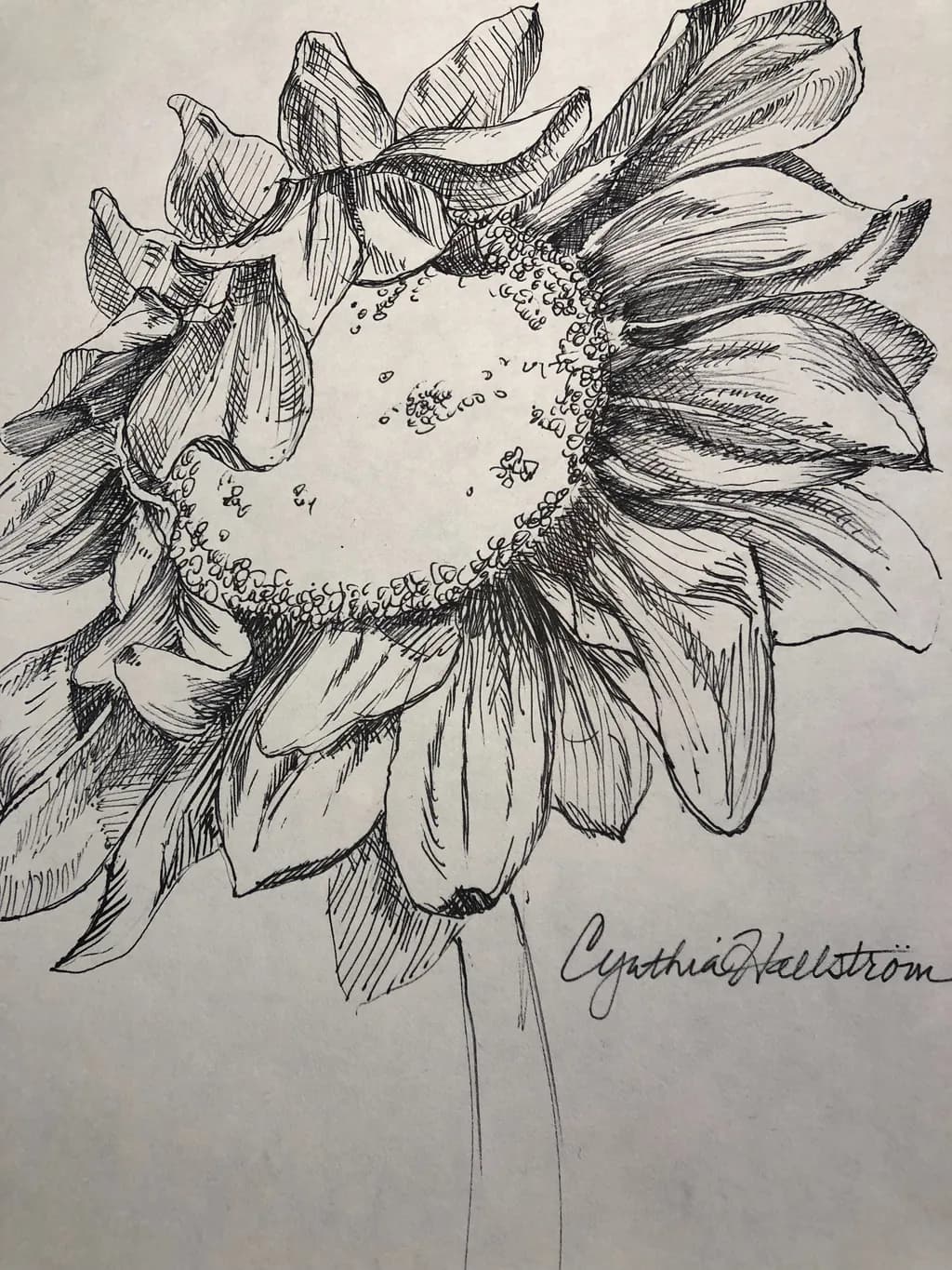 Sunflower Sketch