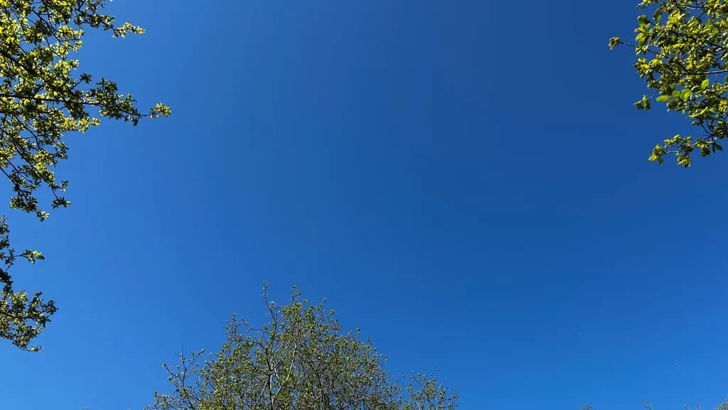Blue Sky Salcey
