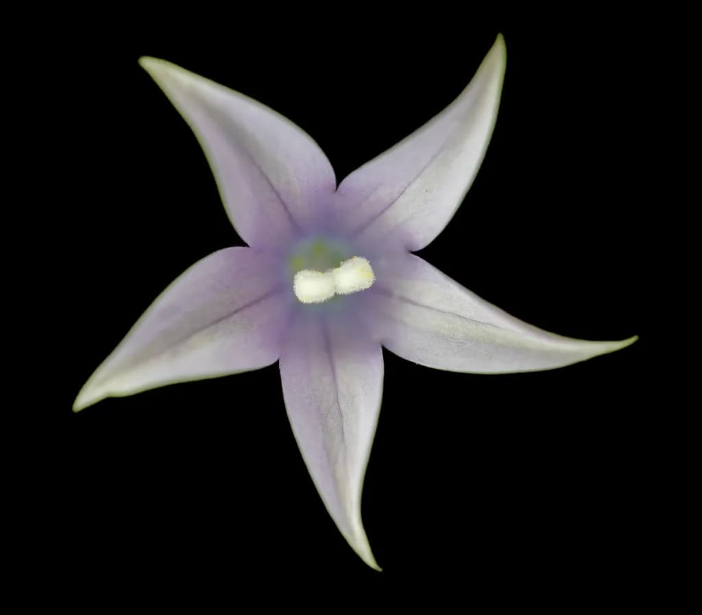 Whispers of Elegance: A Delicate Starflower in Ethereal Bloom