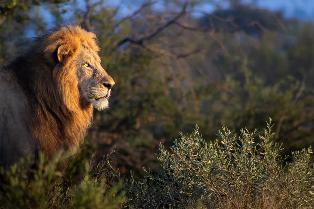 Majestic Guardian of the Savanna: A Lion's Poised Presence at Dusk