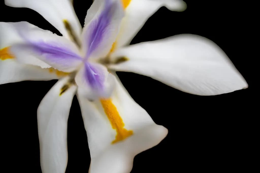 Whispers of Elegance: A Close-Up Study of a Delicate Flower on Black Background