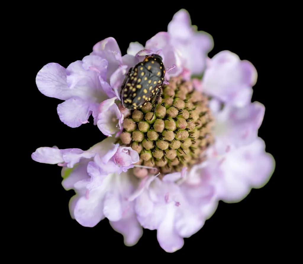 Whispers of Nature: A Beetle's Embrace on a Delicate Blossom