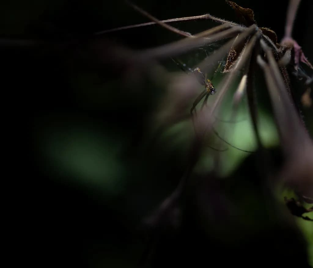 Whispers of Darkness: A Macro Exploration of Nature's Delicate Shadows