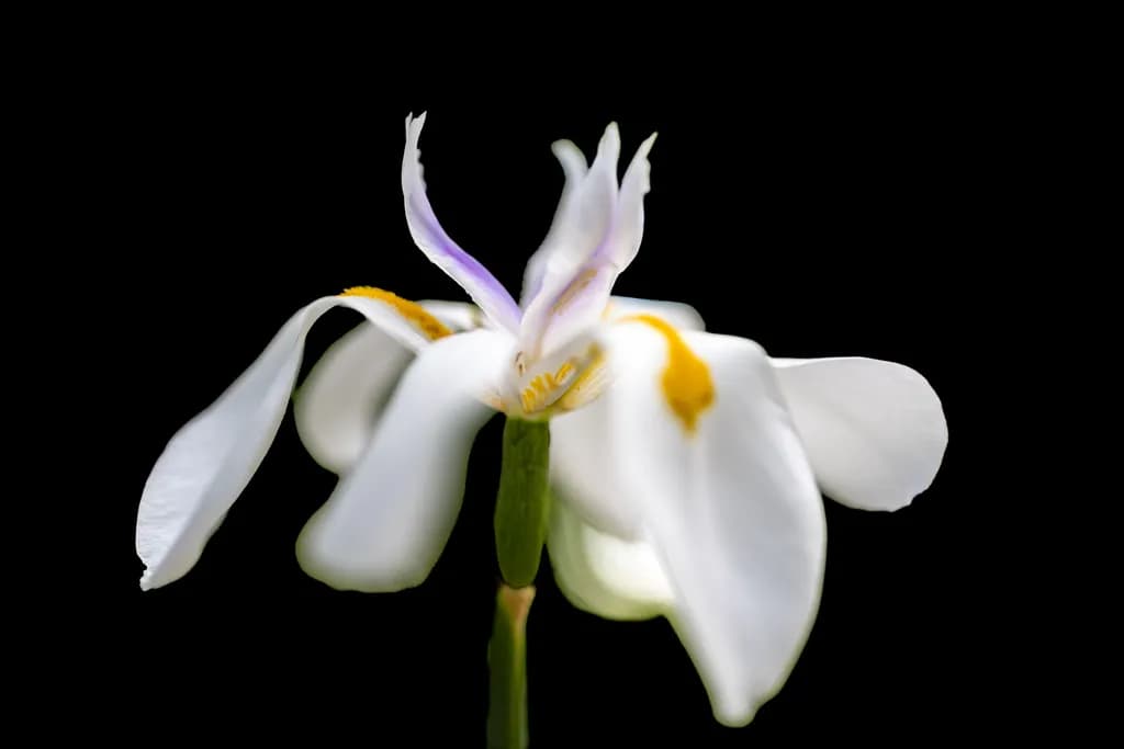 Delicate Elegance: A White Flower's Whisper Against the Darkness