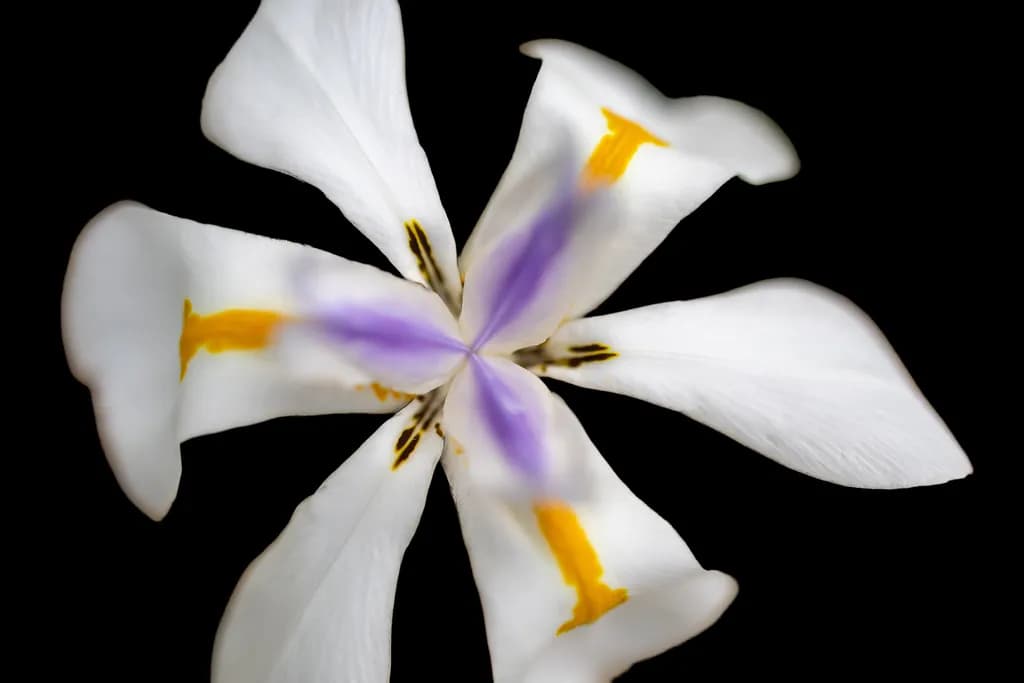 Whispers of Elegance: A Floral Dance in White and Purple on Black Background