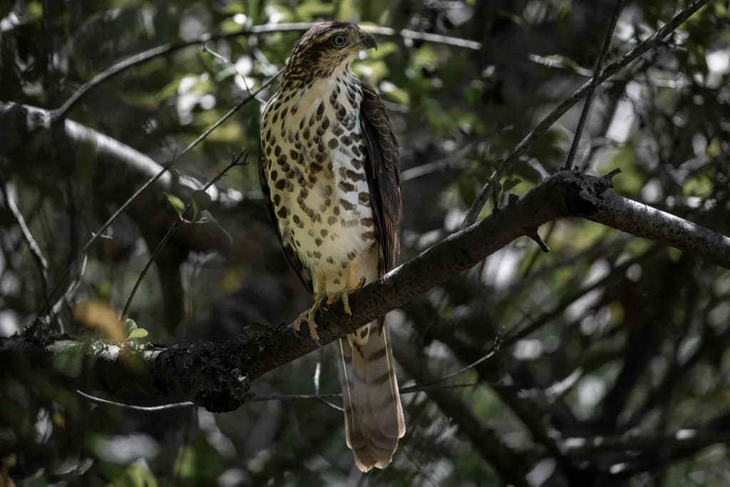 Majestic Hawk Perched in Nature's Embrace: A Wildlife Portrait