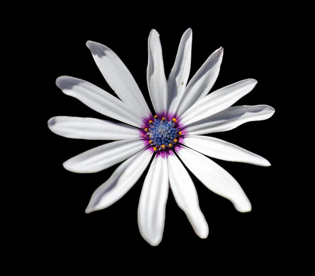 Whispers of Elegance: A White Flower's Dance Against Darkness