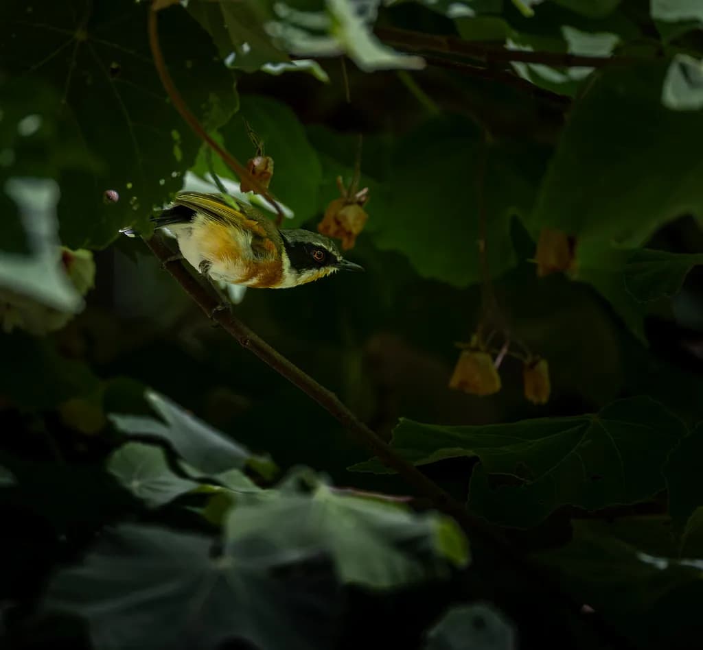 Whispers of Nature: A Bird's Serenade Amidst Lush Greenery