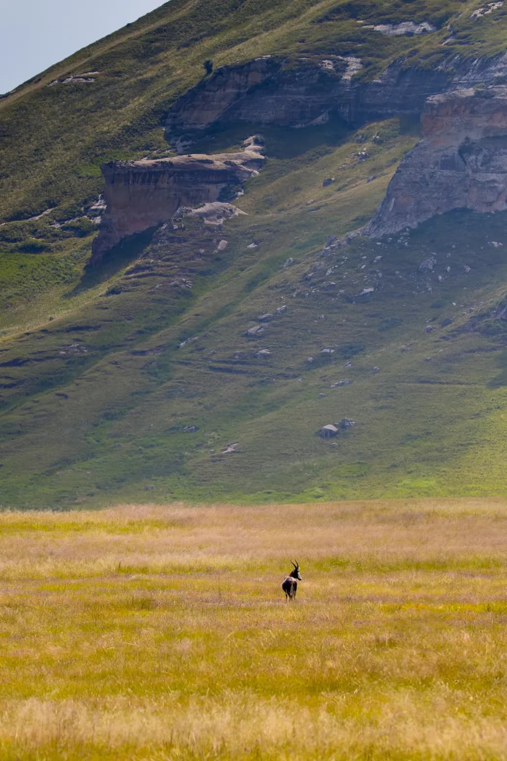 Whispers of the Wild: A Solitary Antelope in Golden Grasses Against Majestic Hillsides