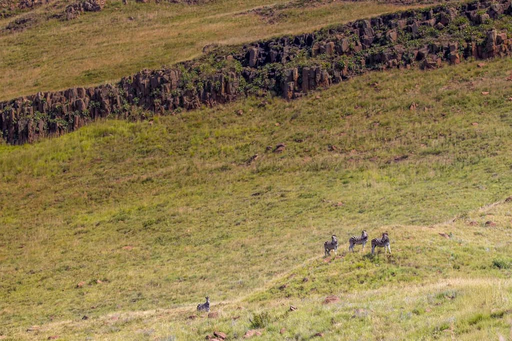 Zebras in the Grassland: A Serene Wildlife Landscape Adventure
