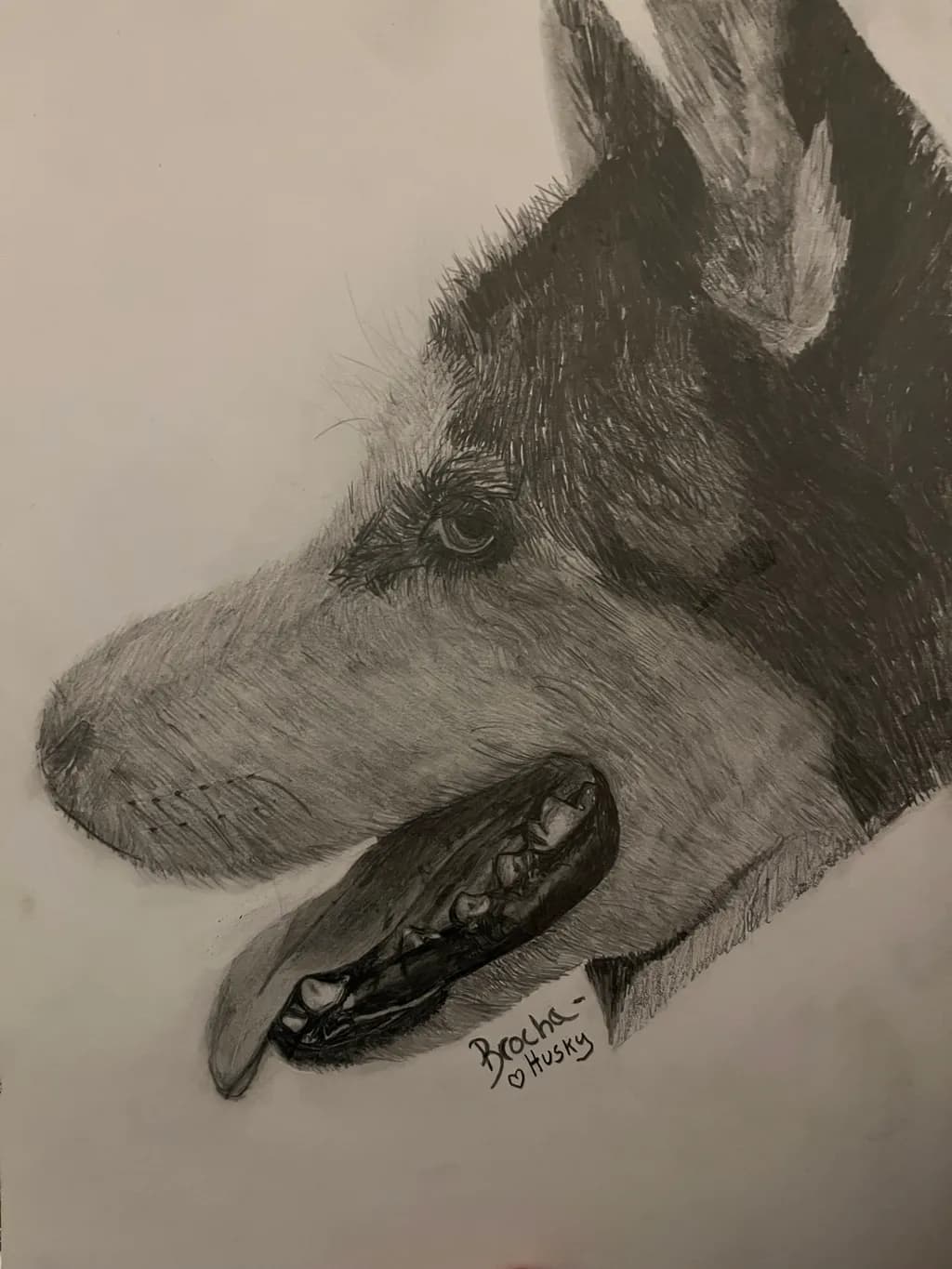 Brocha Husky Profile