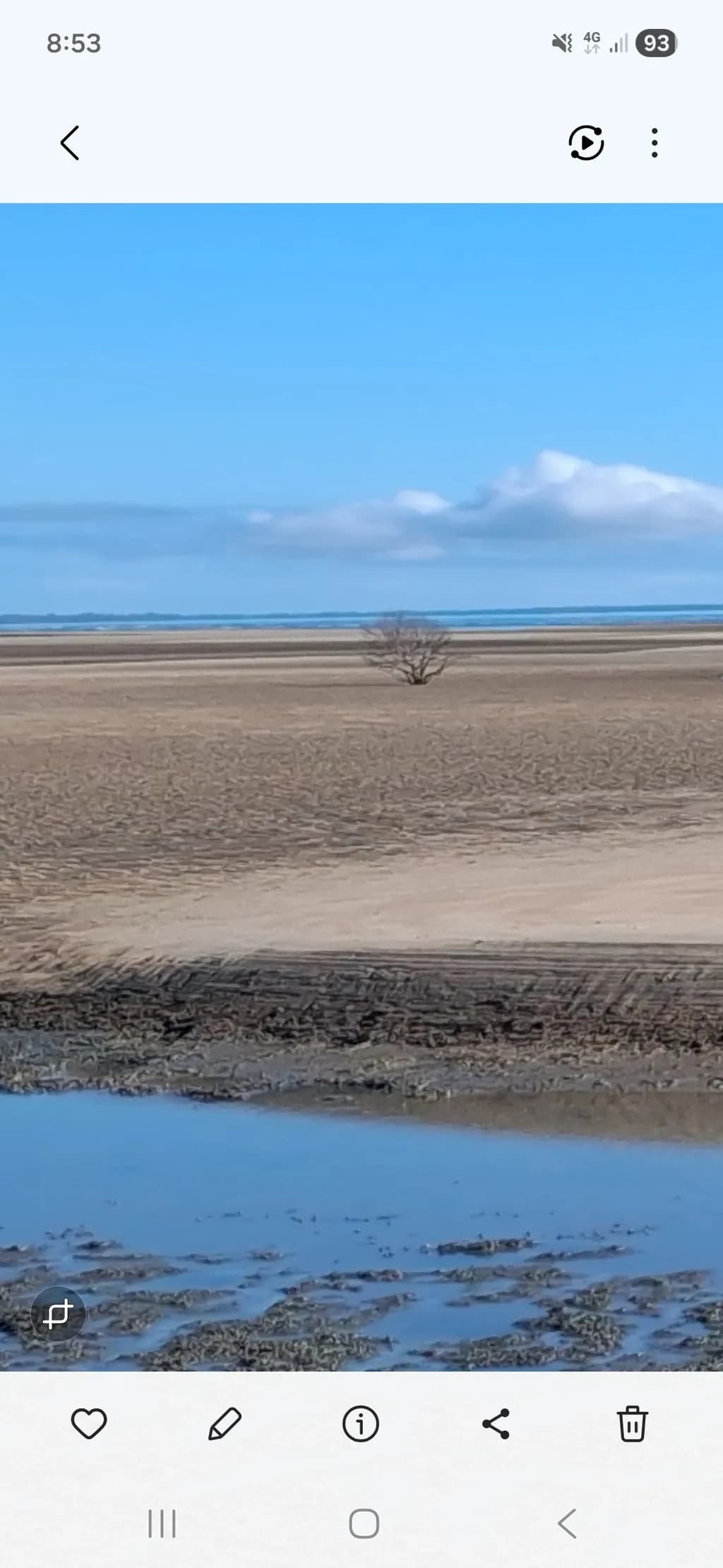 Deserted Shoreline Tree