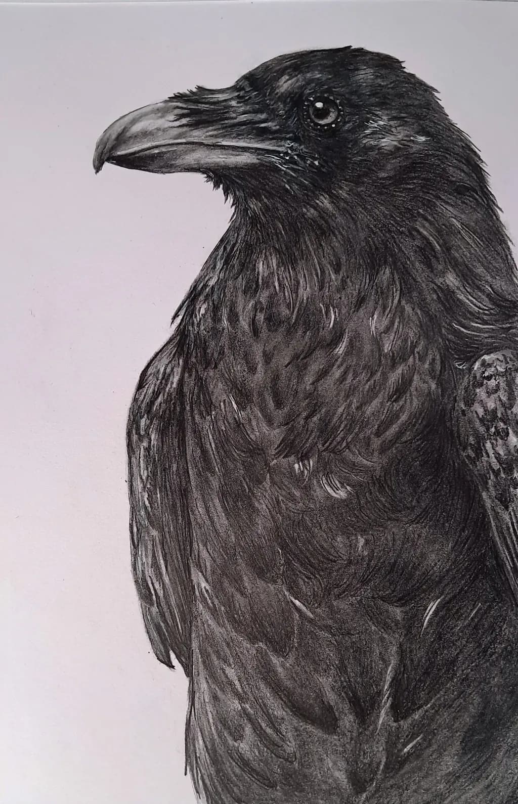 Whispers of the Raven: A Detailed Study in Charcoal and Texture