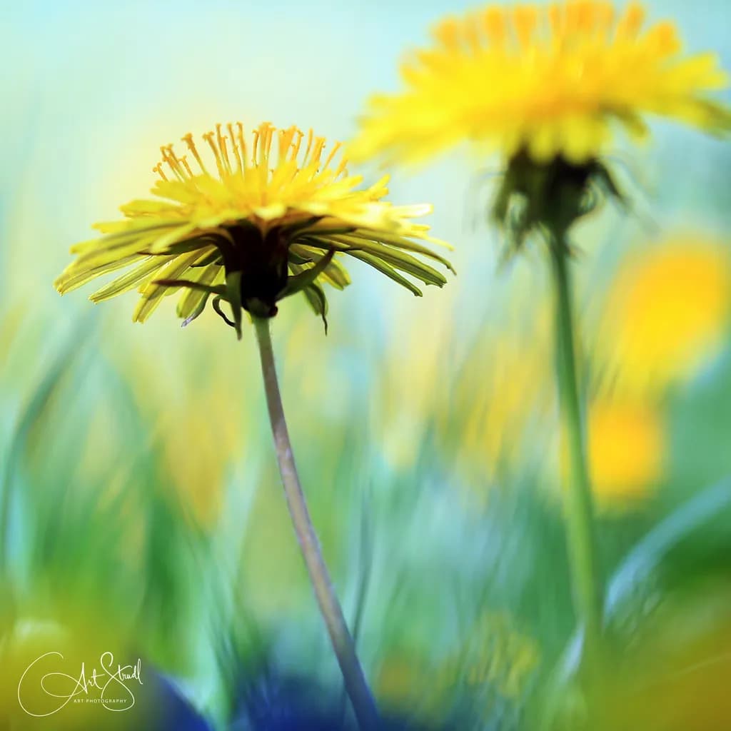 Dandelion Dreams