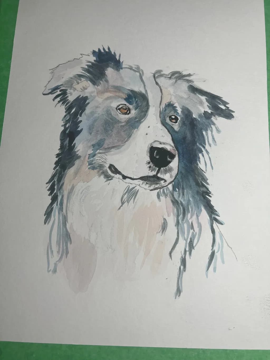 Border Collie Portrait