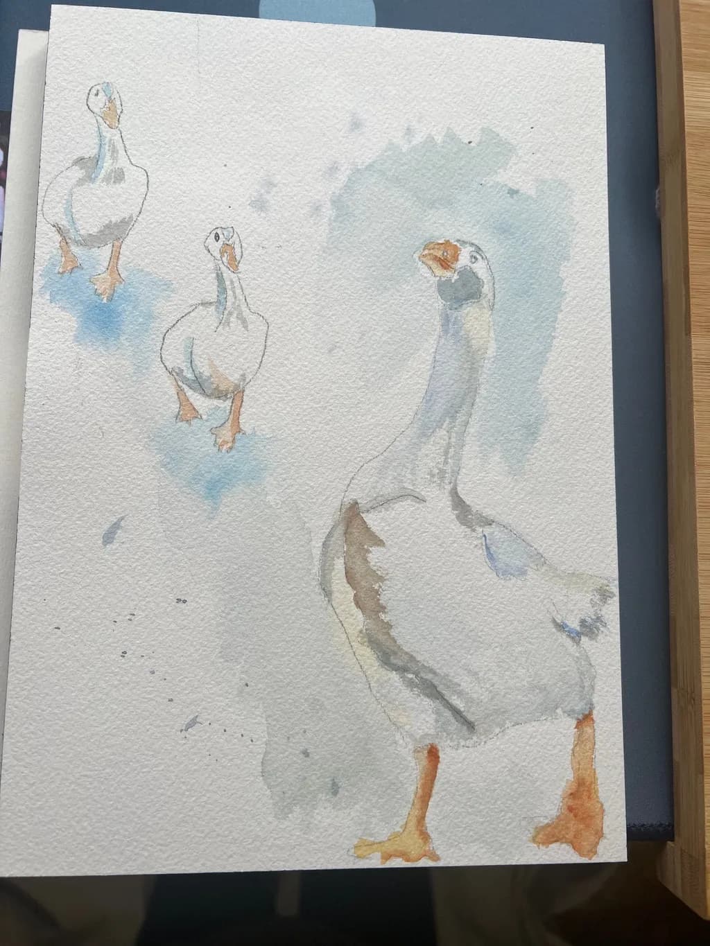 Three Curious Geese