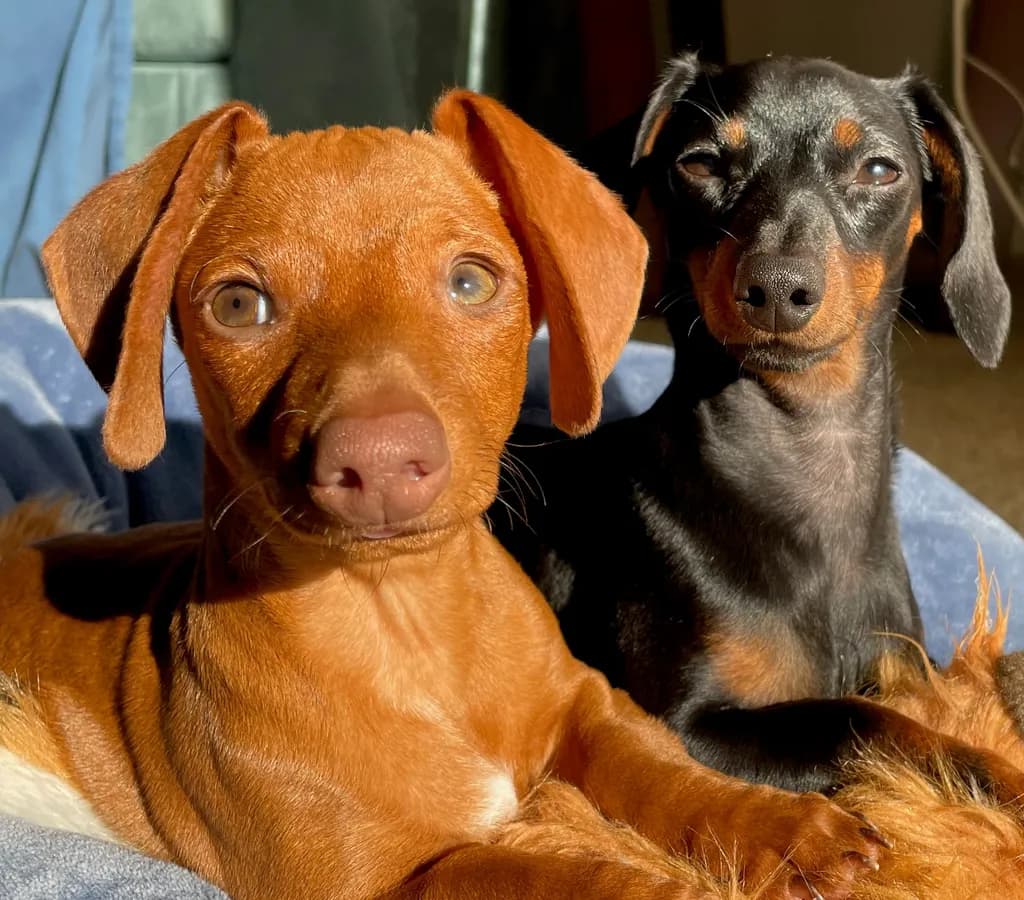 Sunny Companions: A Heartwarming Portrait of Two Playful Pups