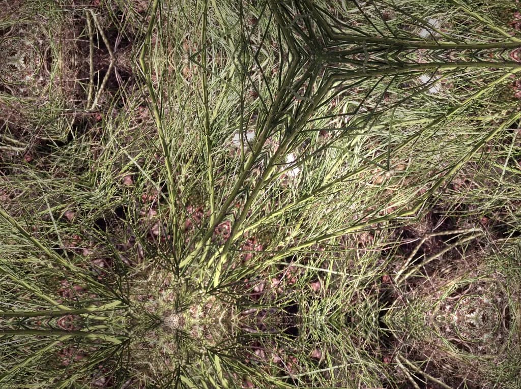Nature's Tapestry