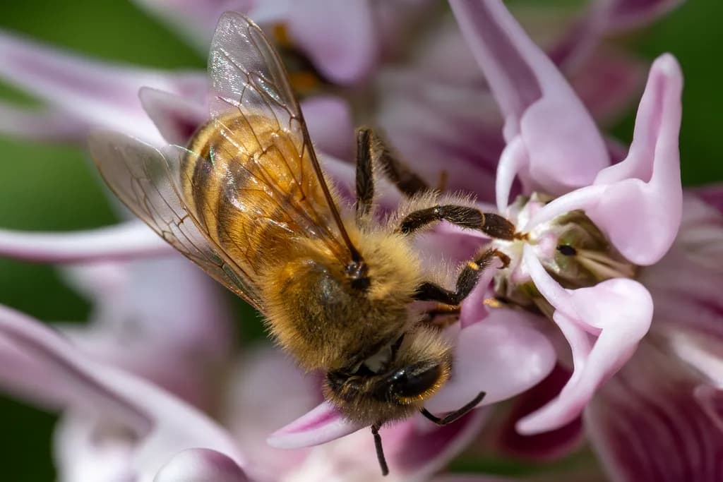 Pollination Moment