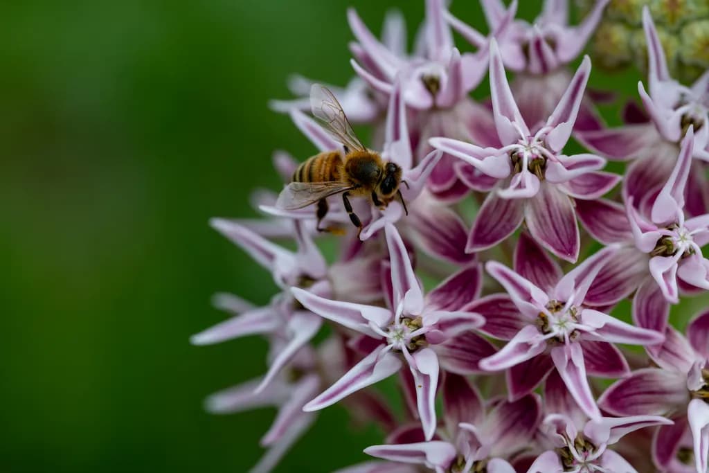"Delicate Pollinator"