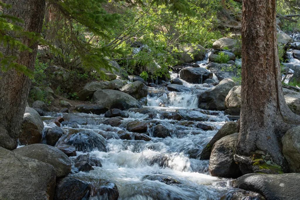 Forest Stream Flow