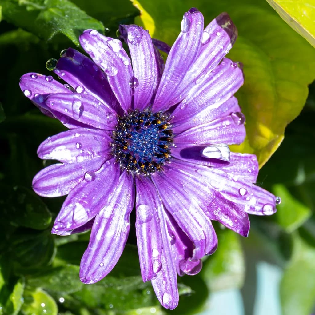"Dewed Violet Bloom"