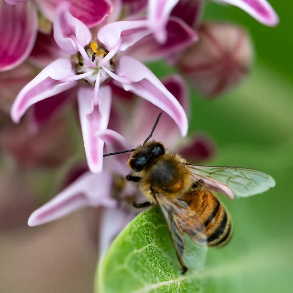 Pollination Moment