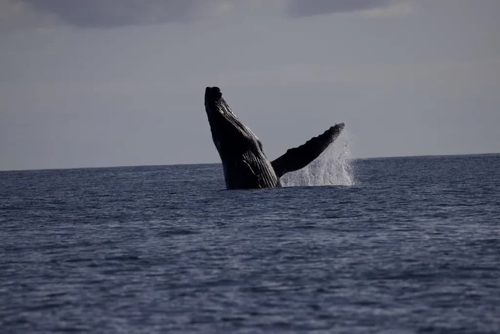 Majestic Breach