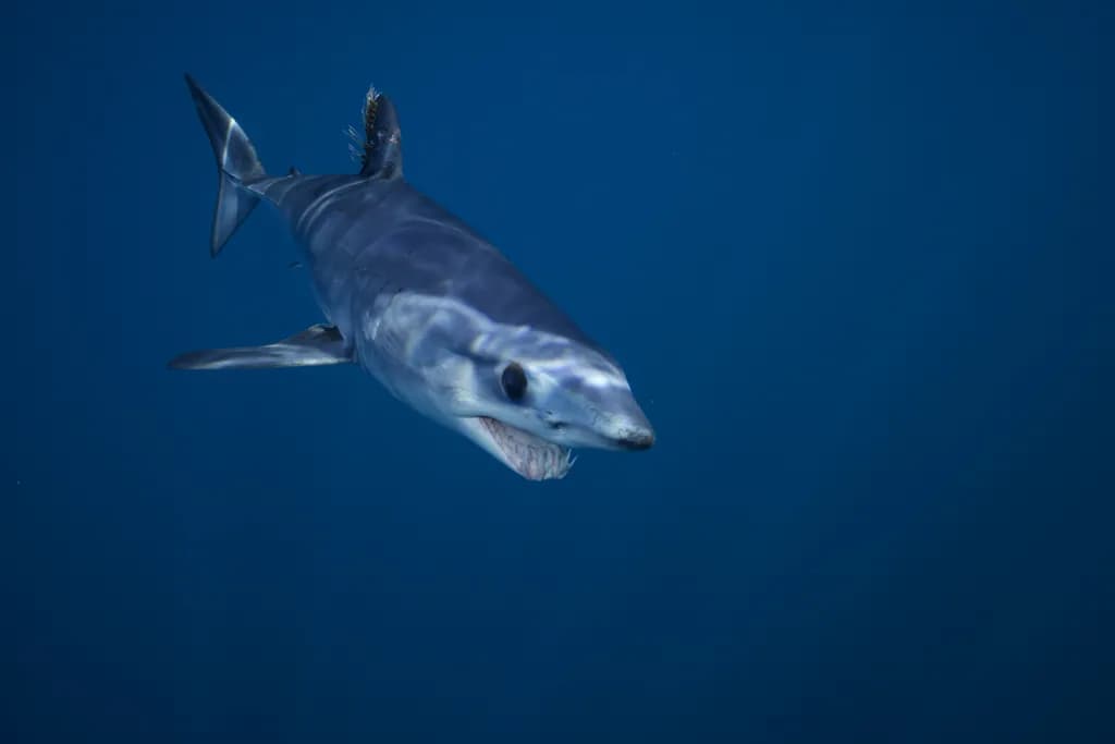 Ocean Predator