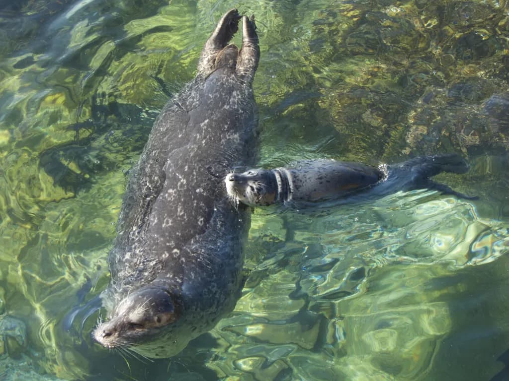 Mother and Pup