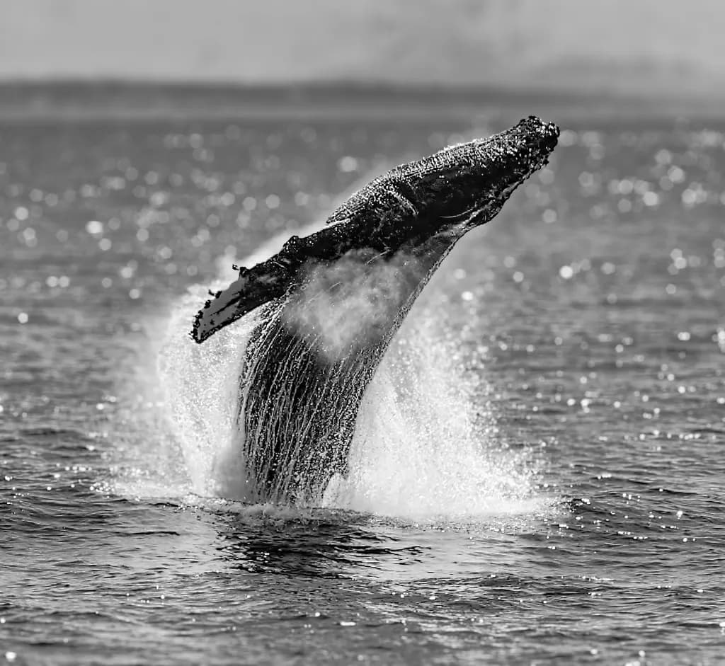 Majestic Breach