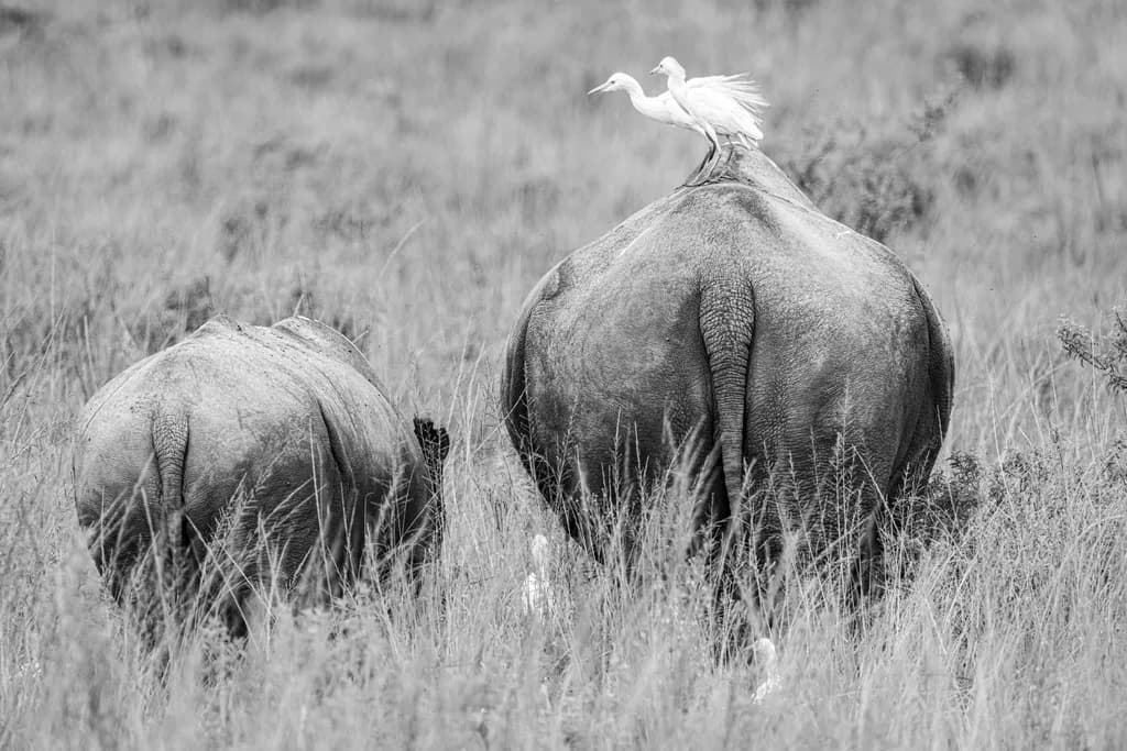 Rhino Companions